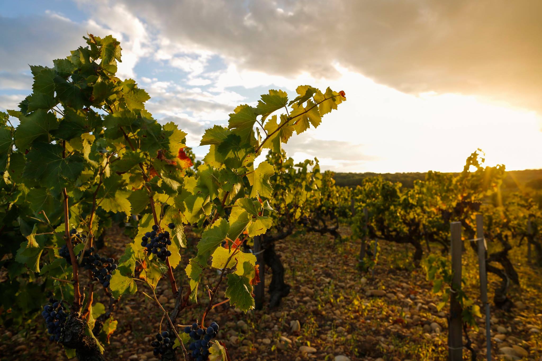Châteauneuf-du-Pape: kracht en finesse uit de Rhône