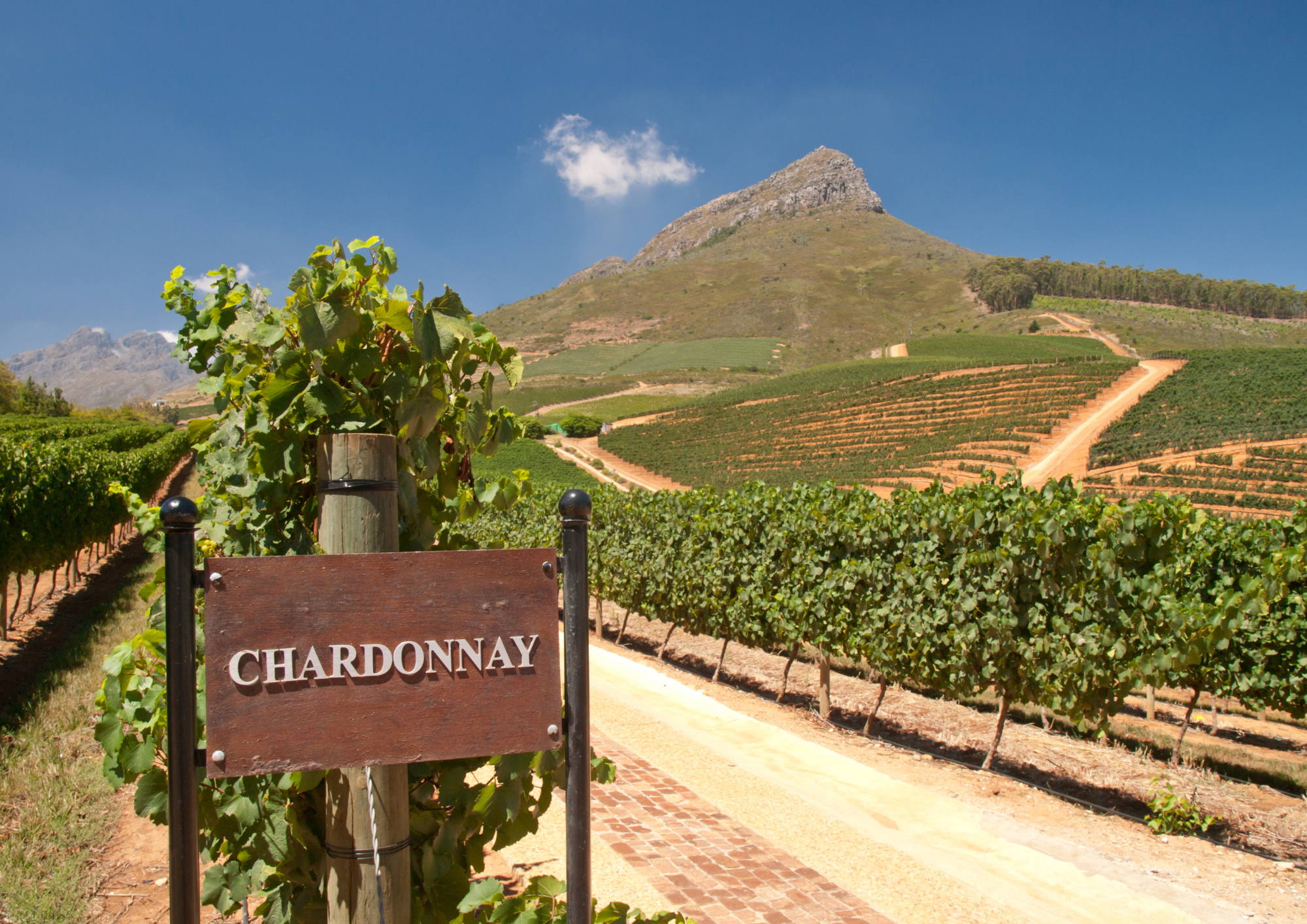 Chardonnay wijn: alles over de Chardonnay druif