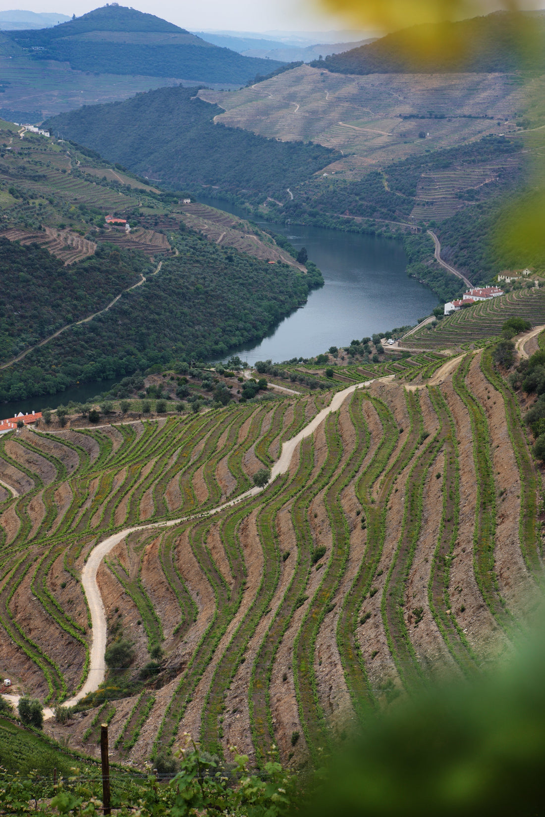 Quinta da Romaneira: ontdek de Douro en ontmoet de wijnmaker op 1 november