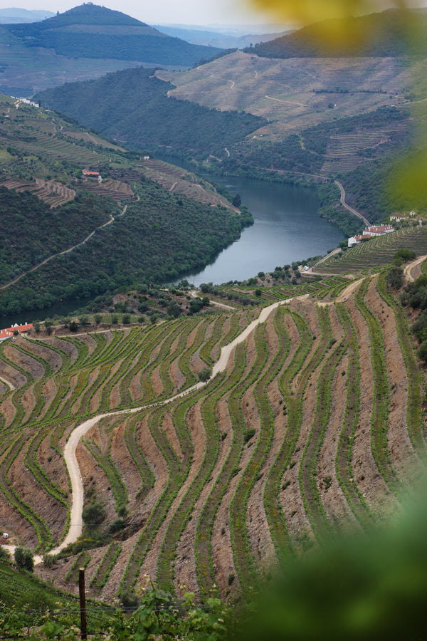 Quinta da Romaneira: ontdek de Douro en ontmoet de wijnmaker op 1 november