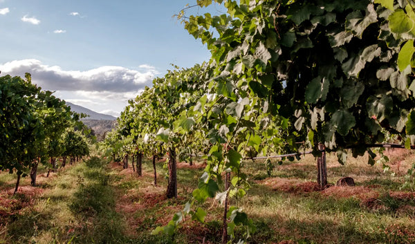 Wijngaarden in Monção e Melgaço, de noordelijke streek van Vinho Verde