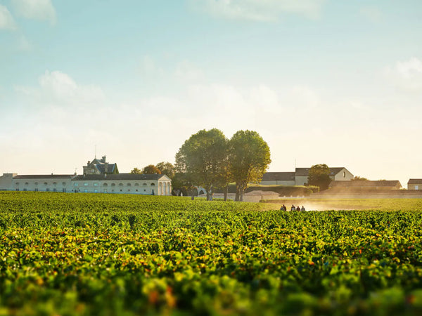Wijngaarden van Château Mouton Rothschild in Pauillac, Bordeaux