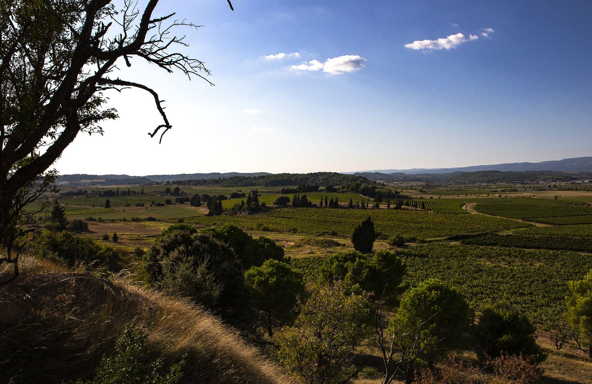 Wijngaarden van Abbotts & Delaunay in de Languedoc