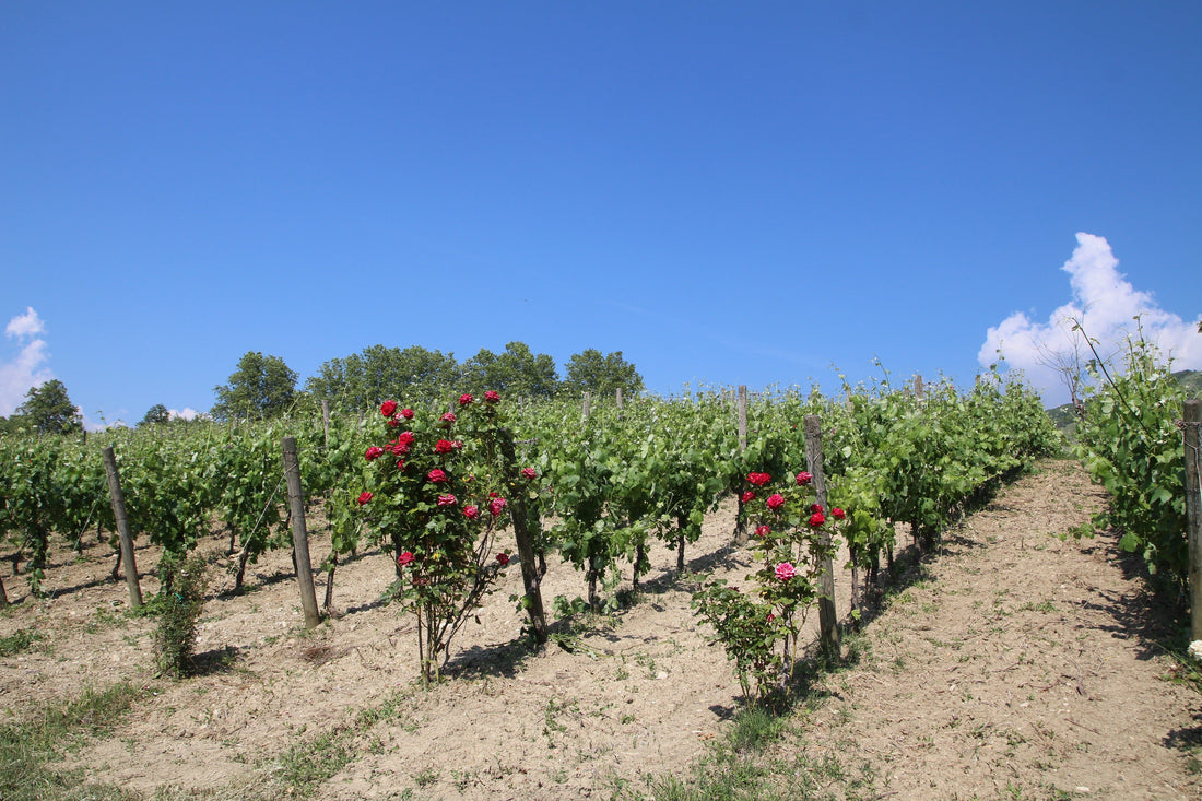 Azienda Agricola Di Meo, wijnproducent uit Irpinia in Campania