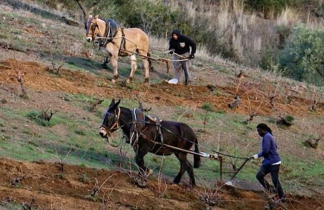 Mas Doix Priorat Les Crestes – De Ultieme Priorat Beleving
