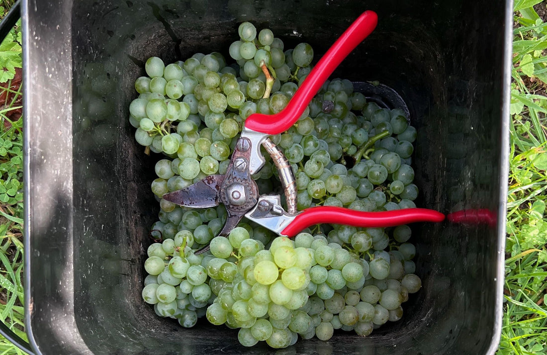 Sauvignon Blanc: frisheid in zijn puurste vorm