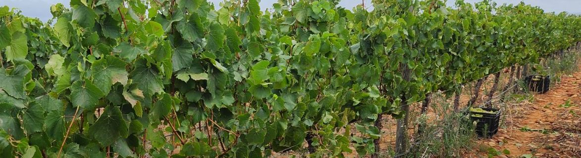 Chardonnay: de koningin van de witte druiven