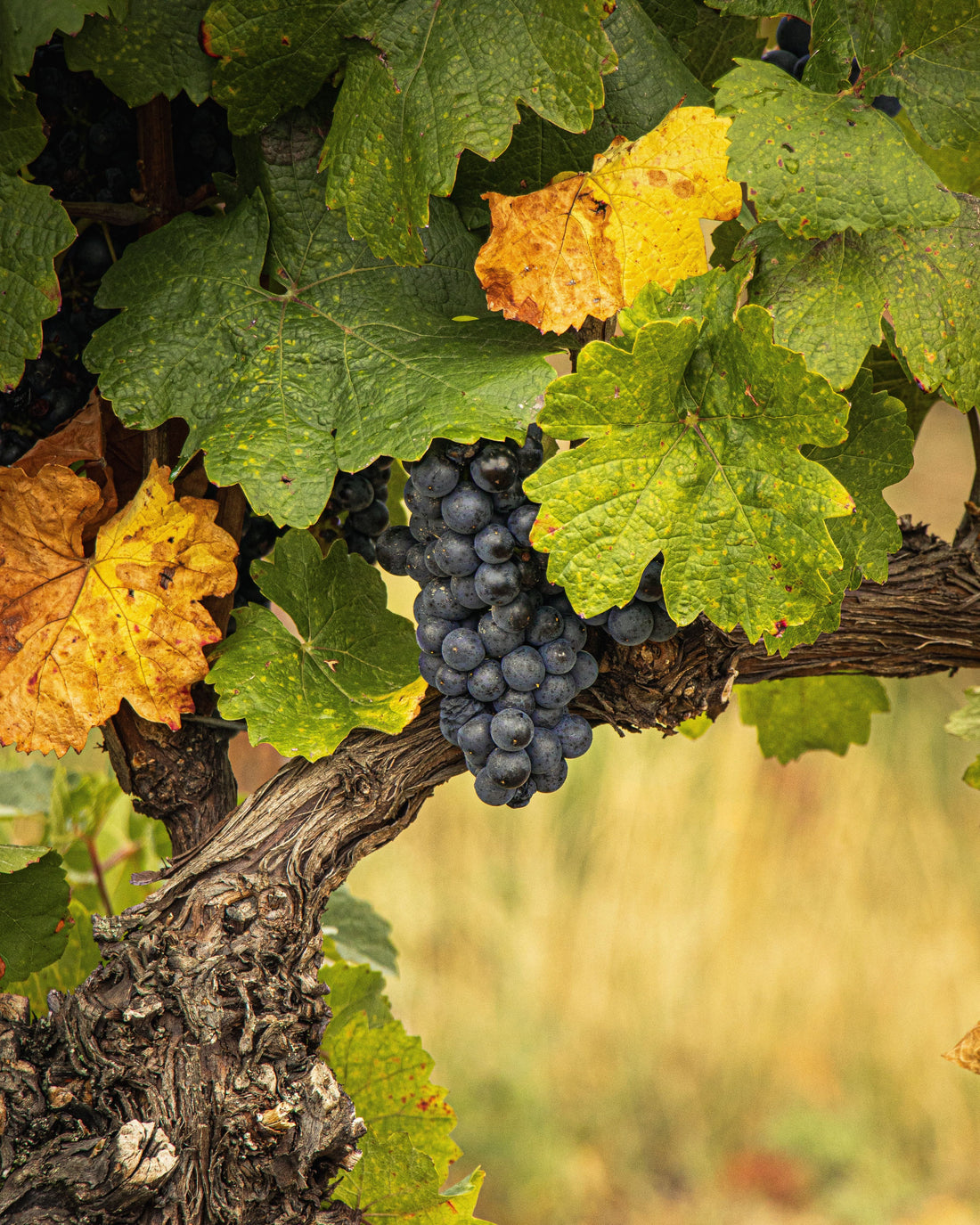 Merlot: alles over deze zachte en geliefde rode wijndruif