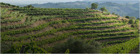 Riesling: de edele druif vol finesse en frisheid