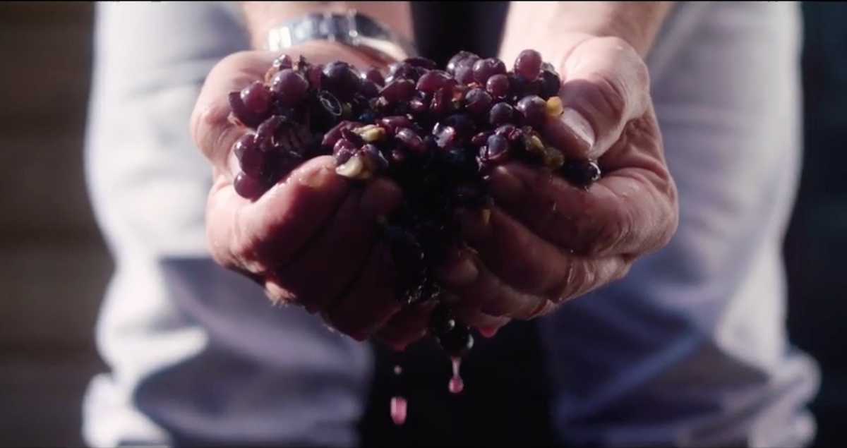Pinot noir-druiven voor Vuurzee in de handen van een maker