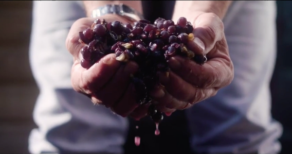 Pinot noir-druiven voor Vuurzee in de handen van een maker