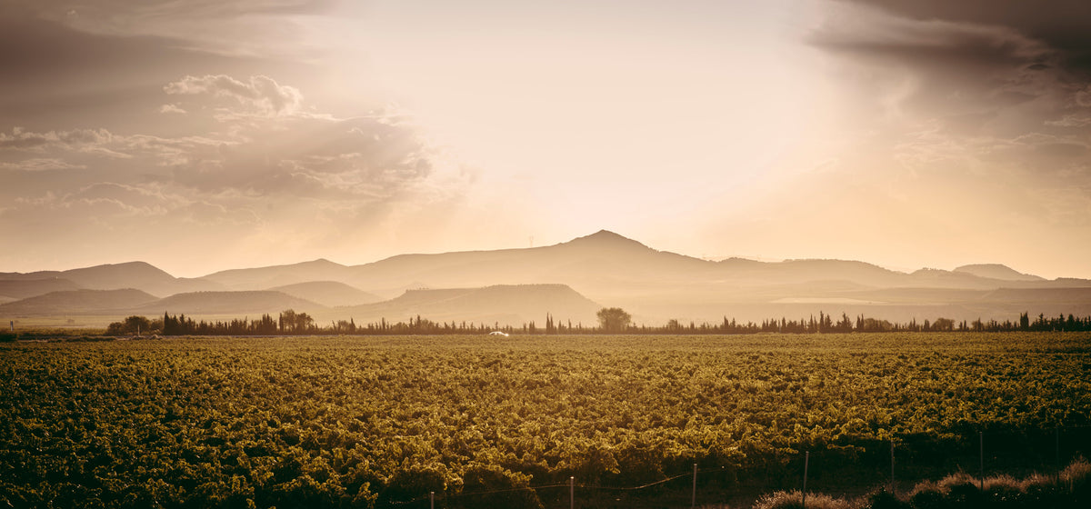 Nieuwe Rioja van Marqués de Sota