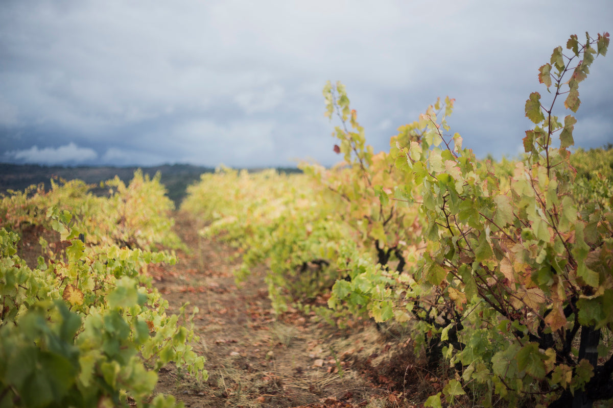 Zeldzame finesse uit de Douro
