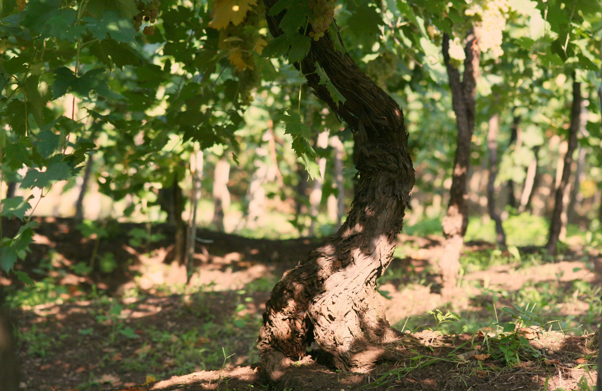Oude stok Garganega