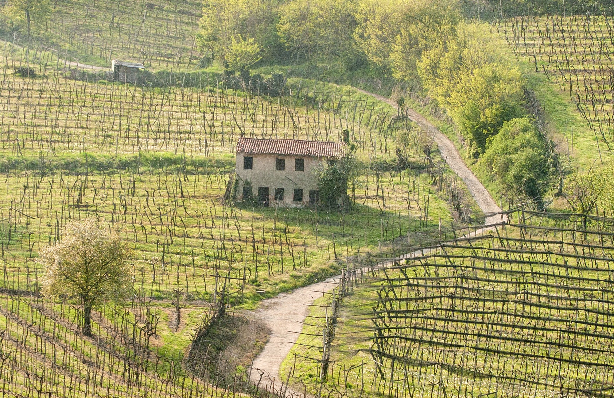 Soave Classico