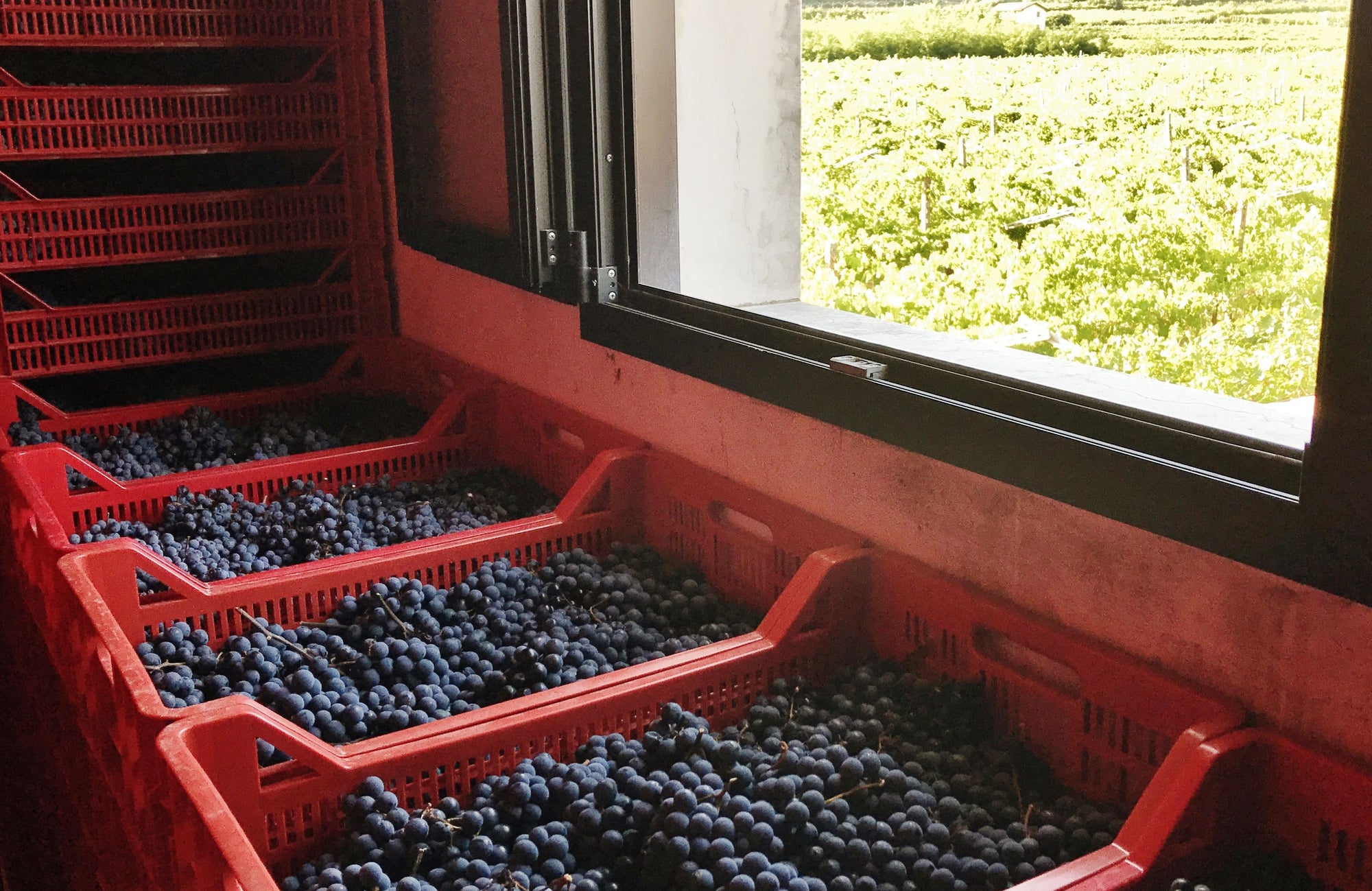 Druiven in de droogruimte; Amarone in de maak!