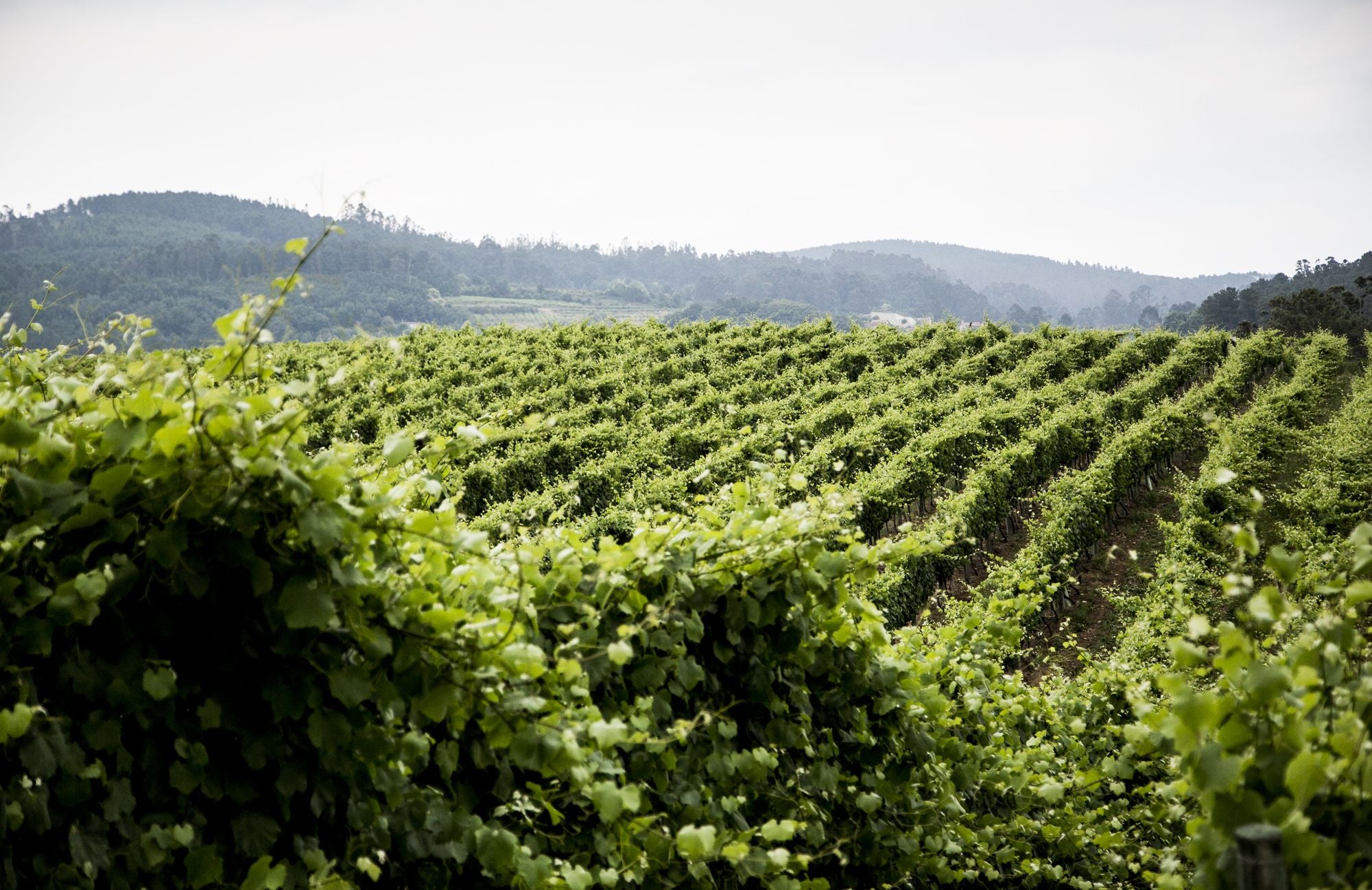 Wijngaarden in Rías Baixas