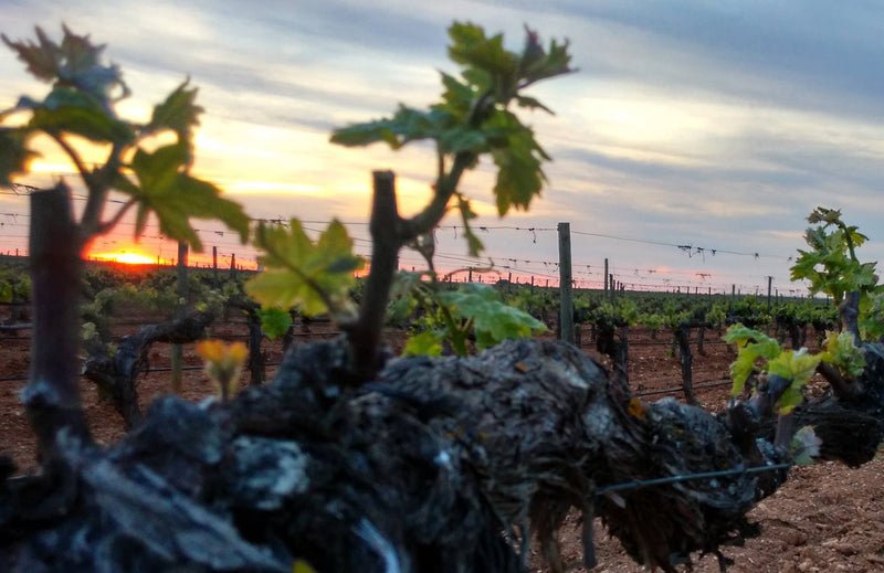 Bodegas Pago de la Jaraba