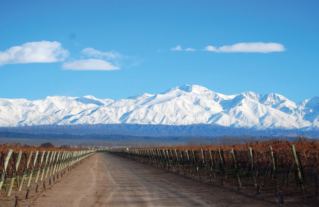 Wijngaard in Agrelo, Mendoza