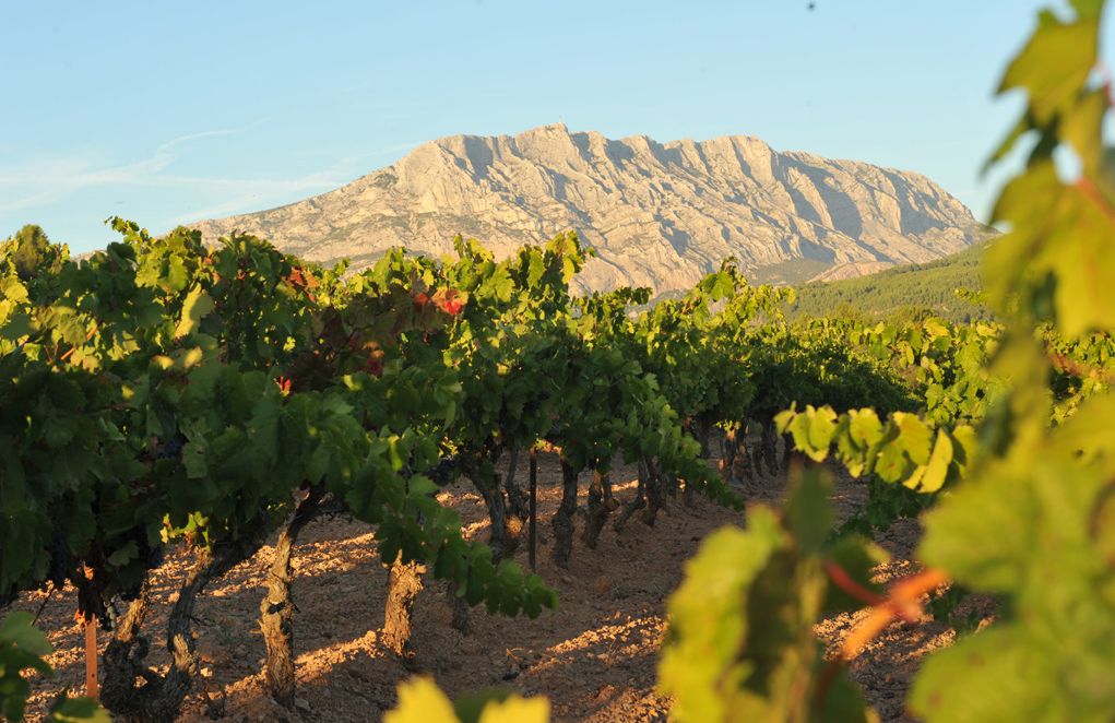Wijngaard met uitzicht op het Sainte Victoire-gebergte