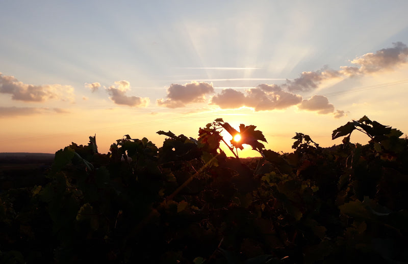 Domaine de Pallus