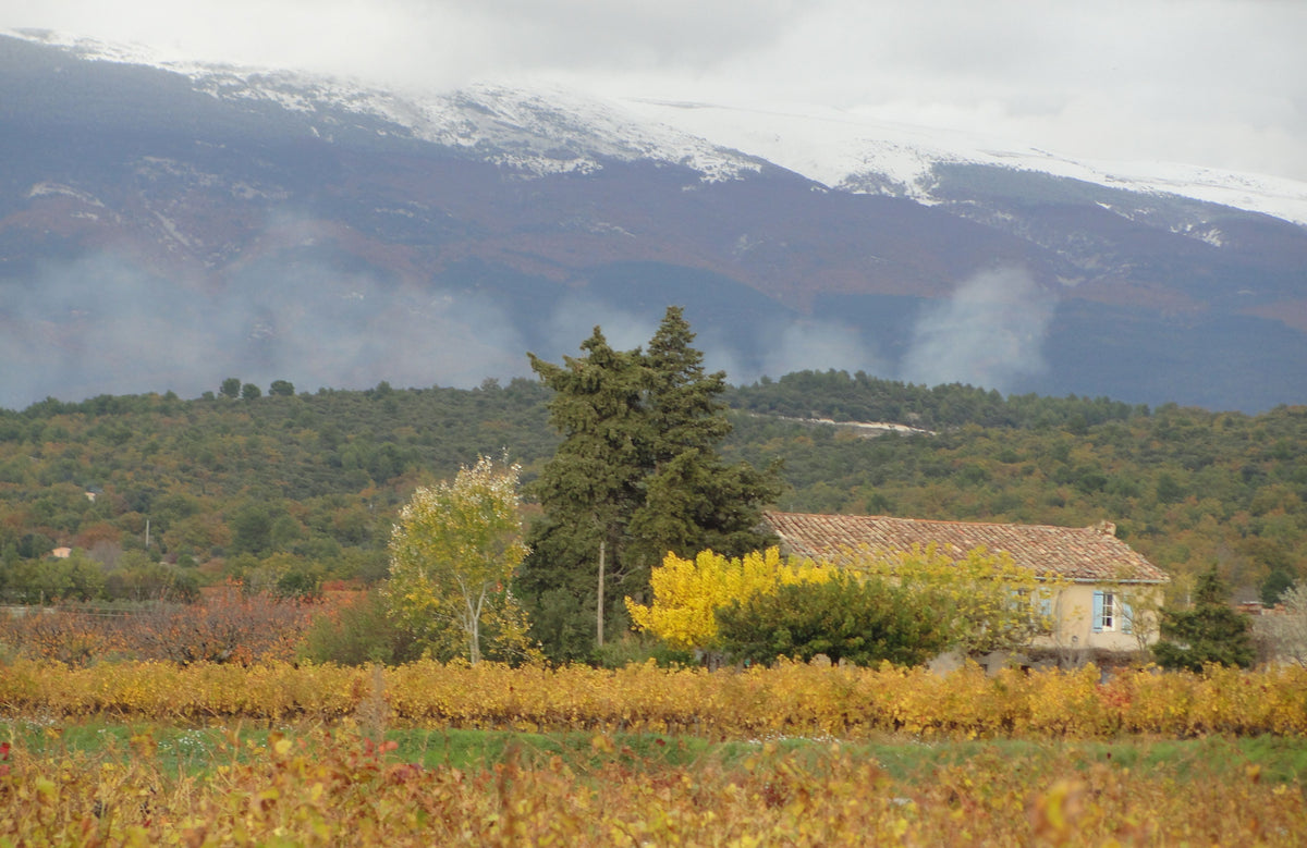 Herfstige wijngaard aan de voet van de Mont Ventoux