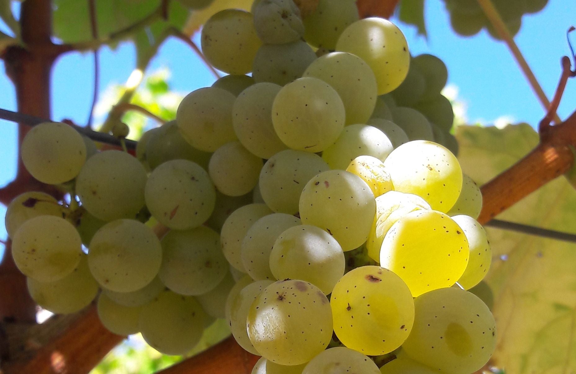 Bijna rijpe sauvignondruiven