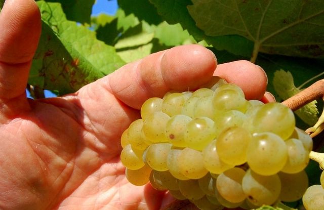 Melon de bourgogne (de druif voor Muscadet)