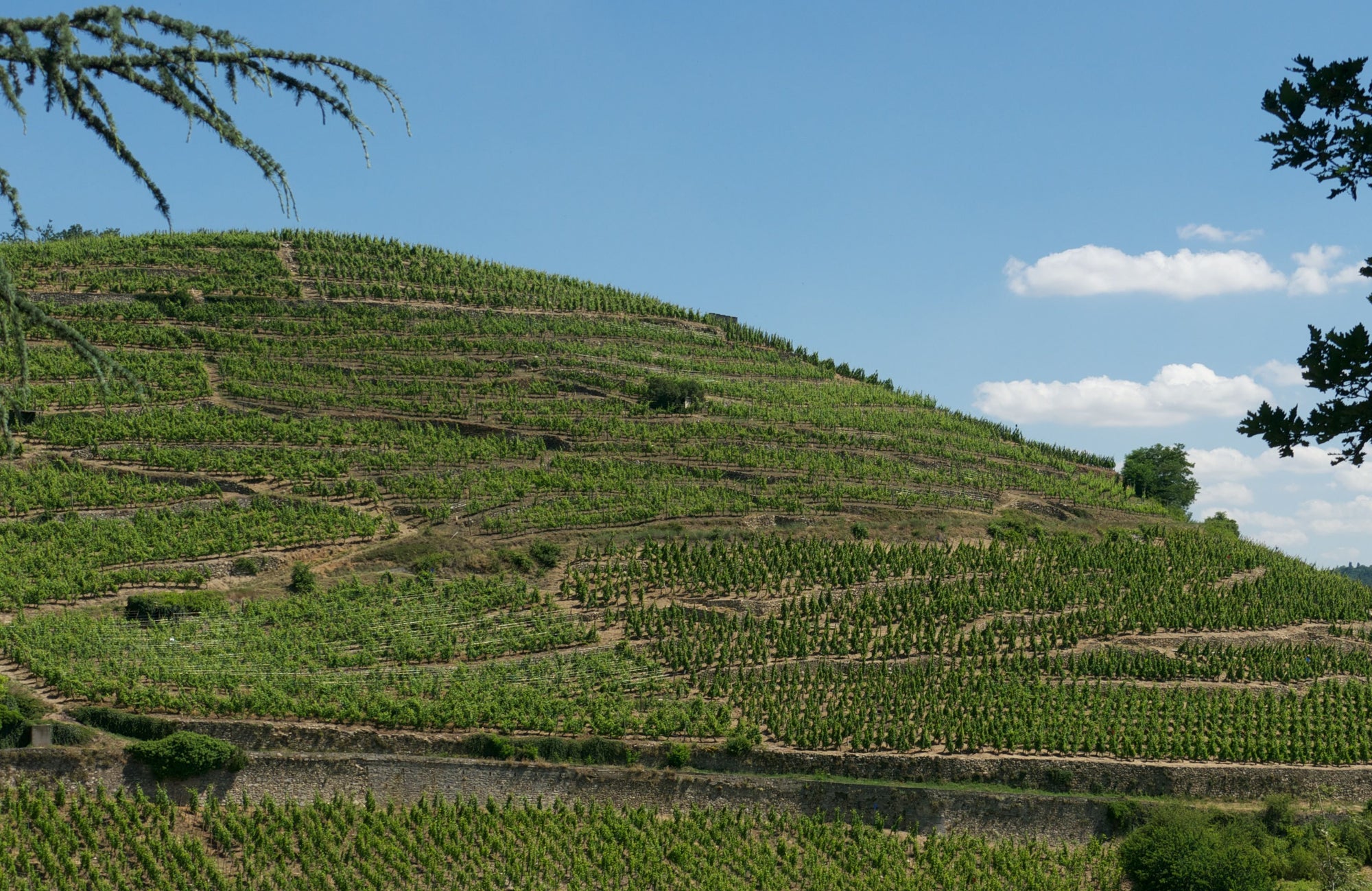 Wijngaard Chéry in Condrieu