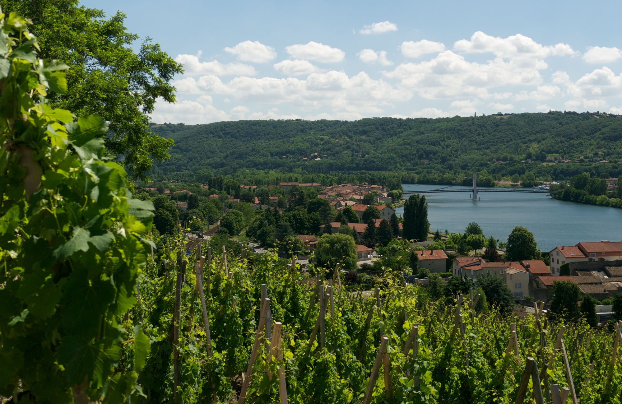 Condrieu-wijngaard met uitzicht op de Rhône