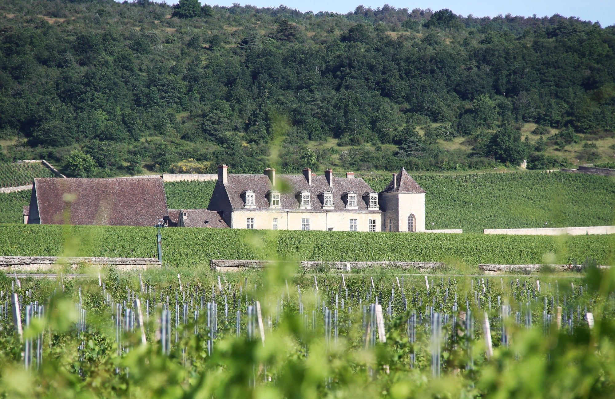 De wijngaard in Vosne-Romanee met uitzicht op Clos de Vougeot