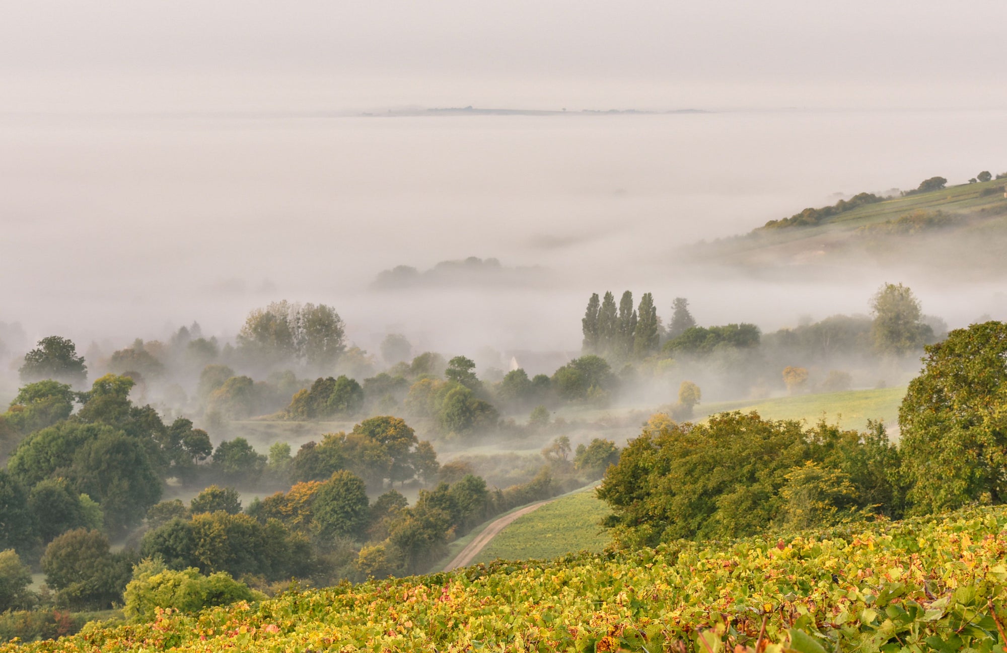 Wijngaarden in de mist