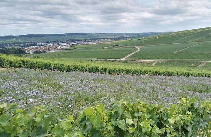 Domaine Sébastien Dampt