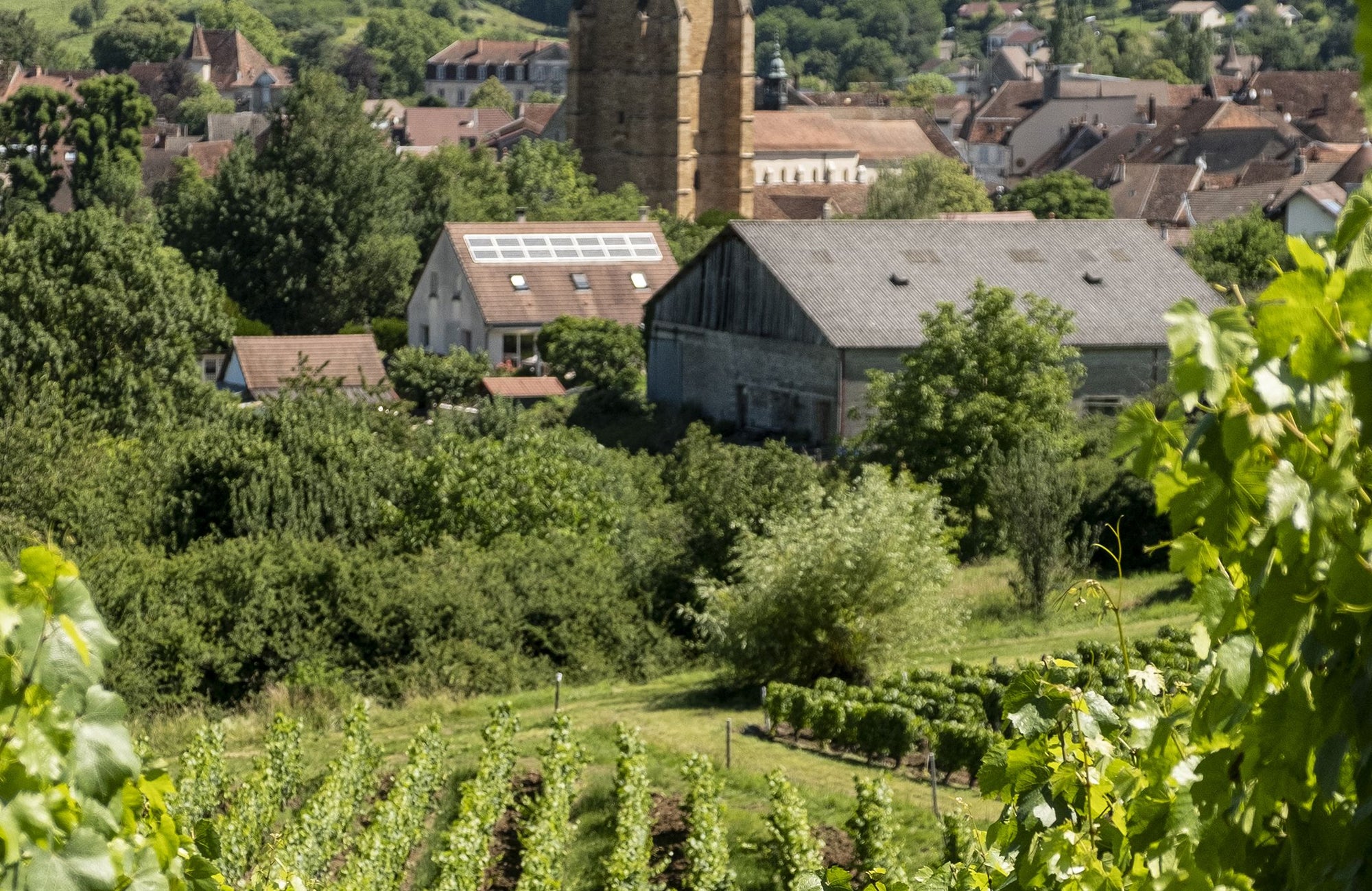 Wijngaard En Paradis, Arbois