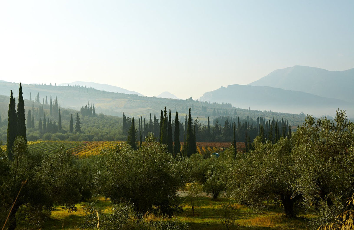 De wijngaarden in Nemea