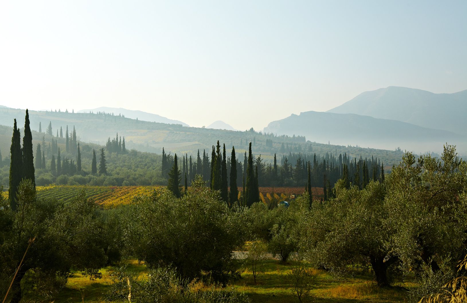 De wijngaarden in Nemea