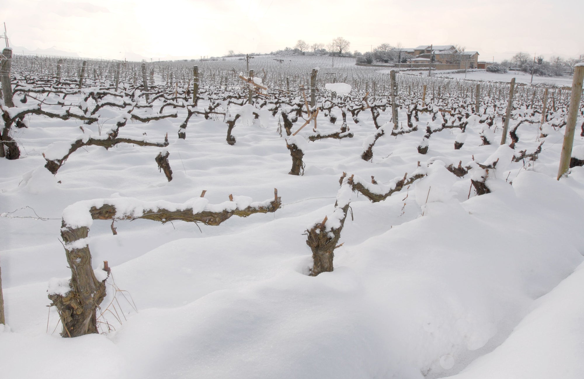 Winterse wijngaard