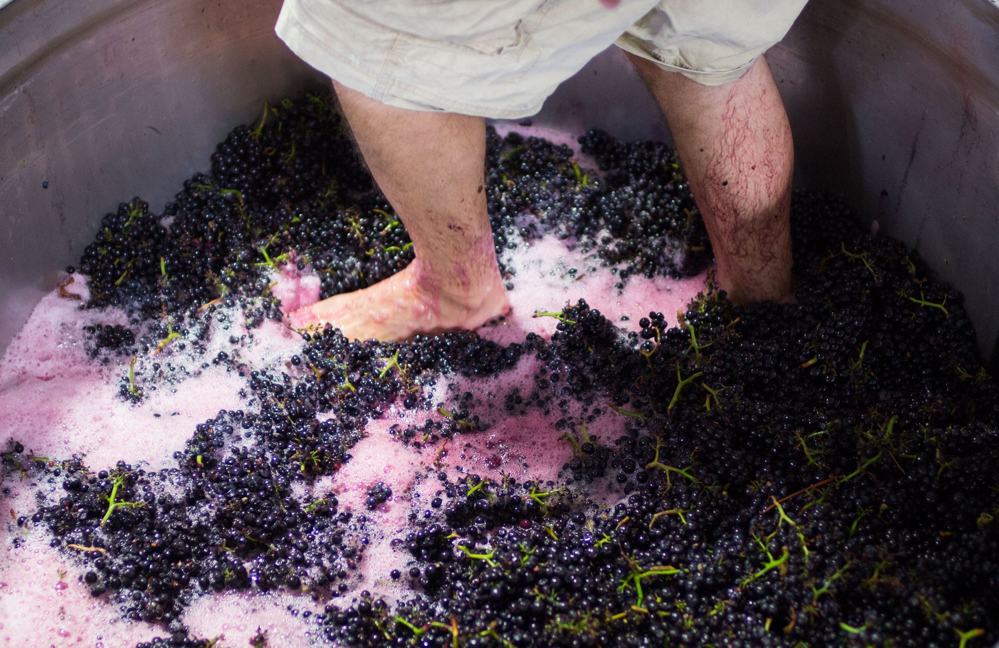 Jamie Kutch treedt de pinot noirdruiven