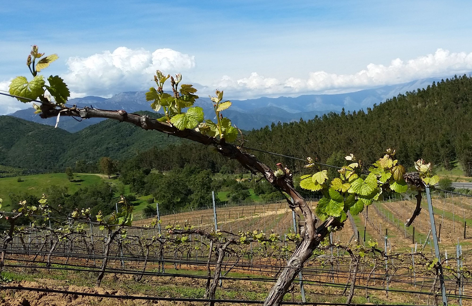 Malbec in de wijngaard in Maipo
