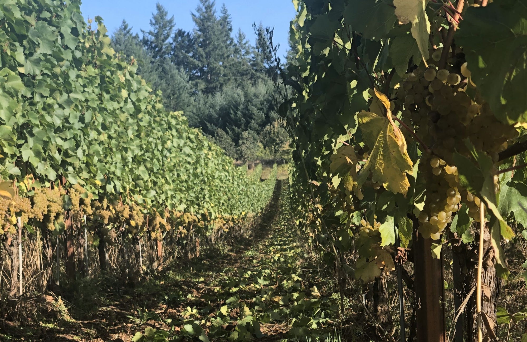 Seven Springs Vineyard