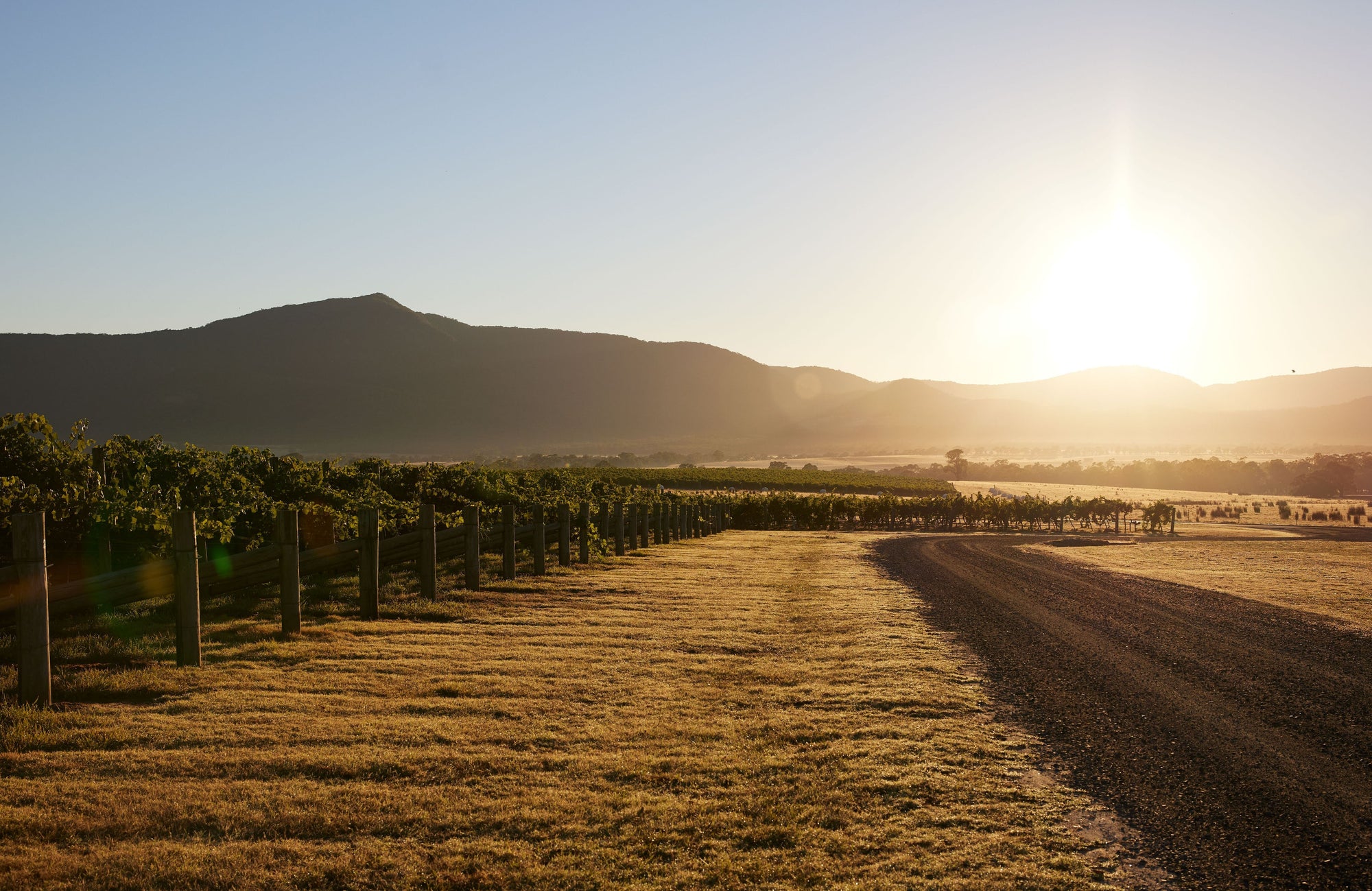 Mount Langi's wijngaarden bij avondlicht
