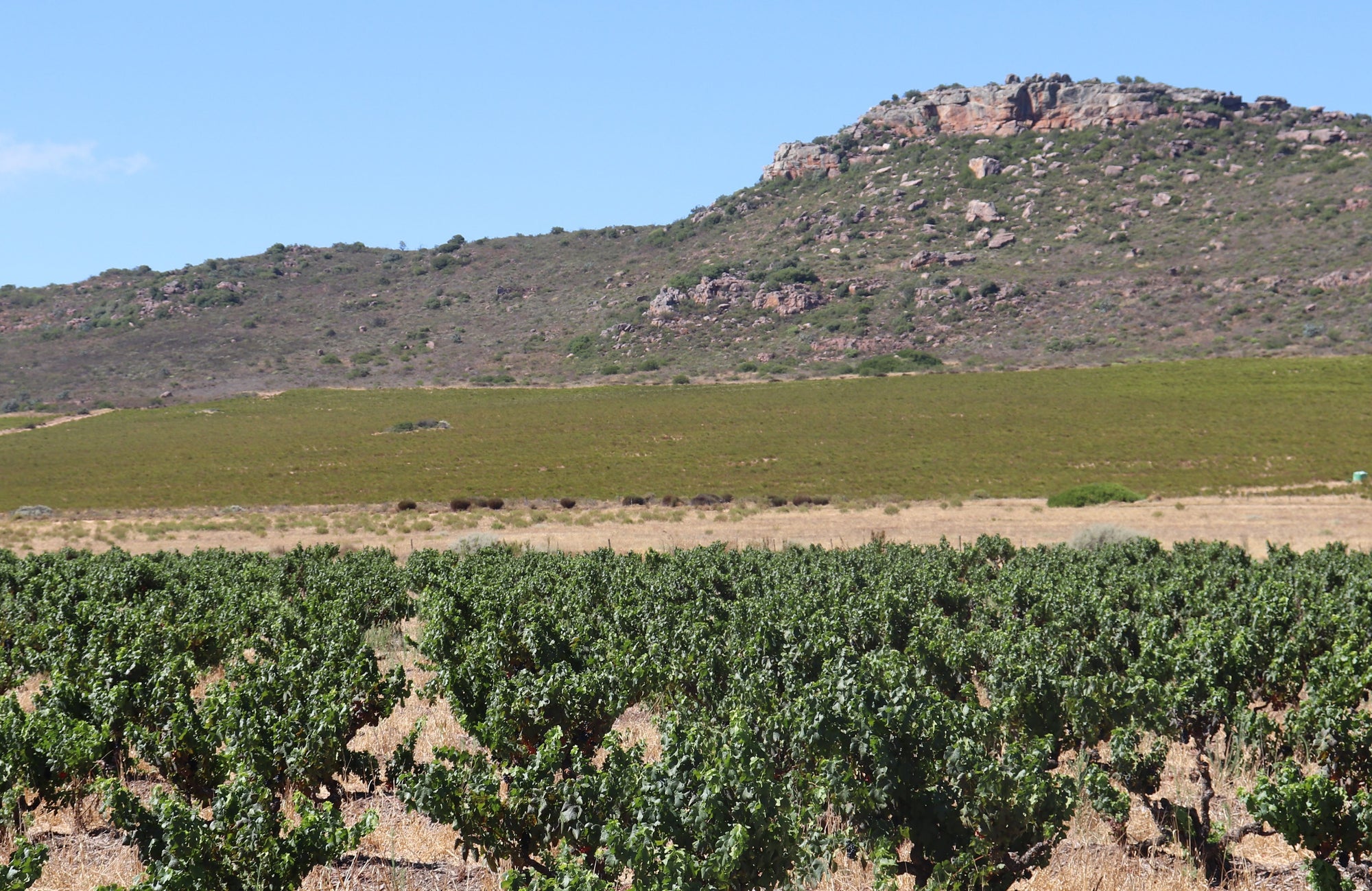 Wijngaarden en rooibos in Piekenierskloof