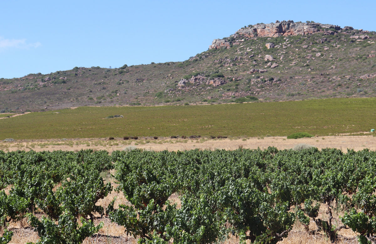 Wijngaarden en rooibos in Piekenierskloof