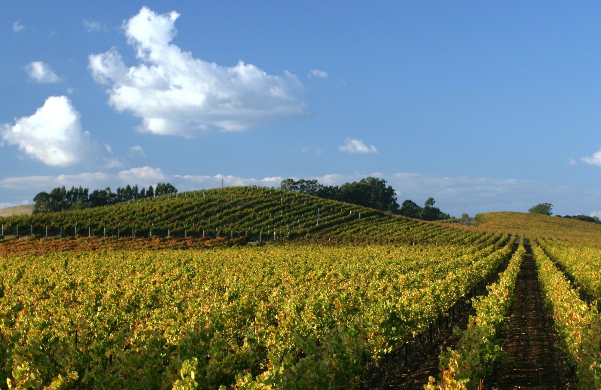 Rameys Hyde Vineyard