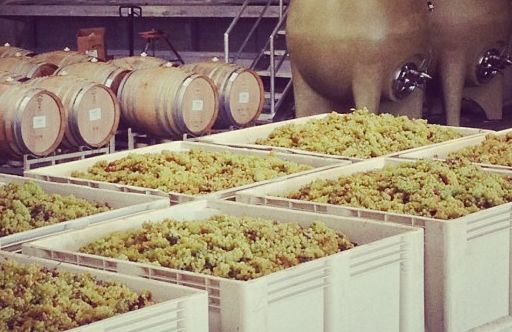 Chardonnay-oogst in de kelder