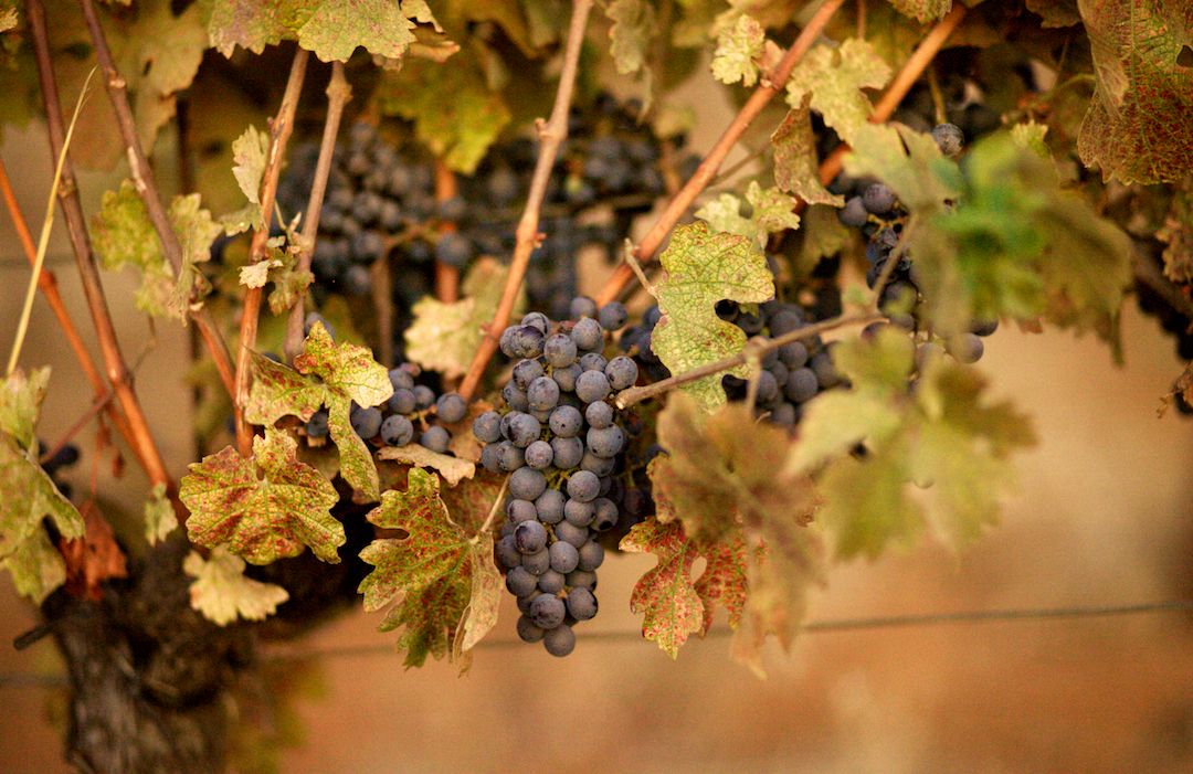 Bijna rijpe cabernetdruiven