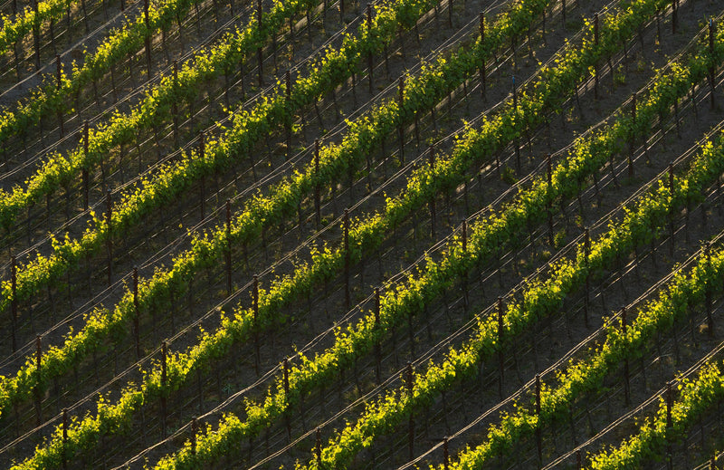 Talley Vineyards