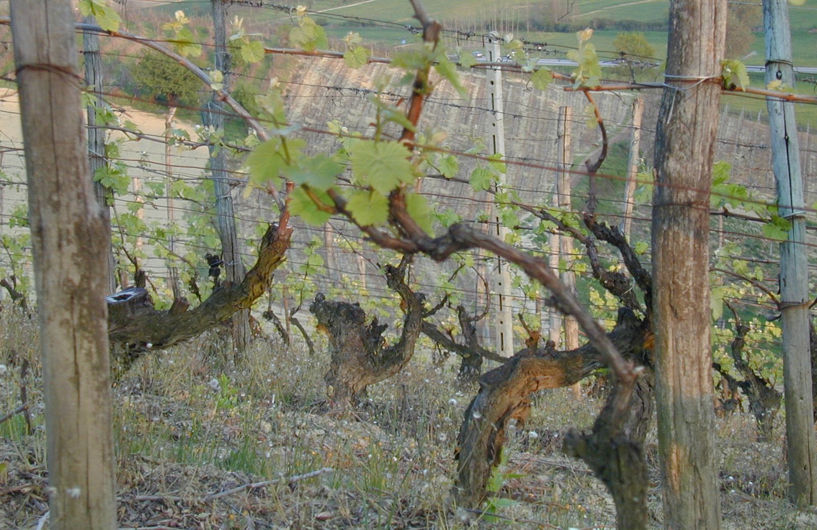 Wijngaard Le Rocchette