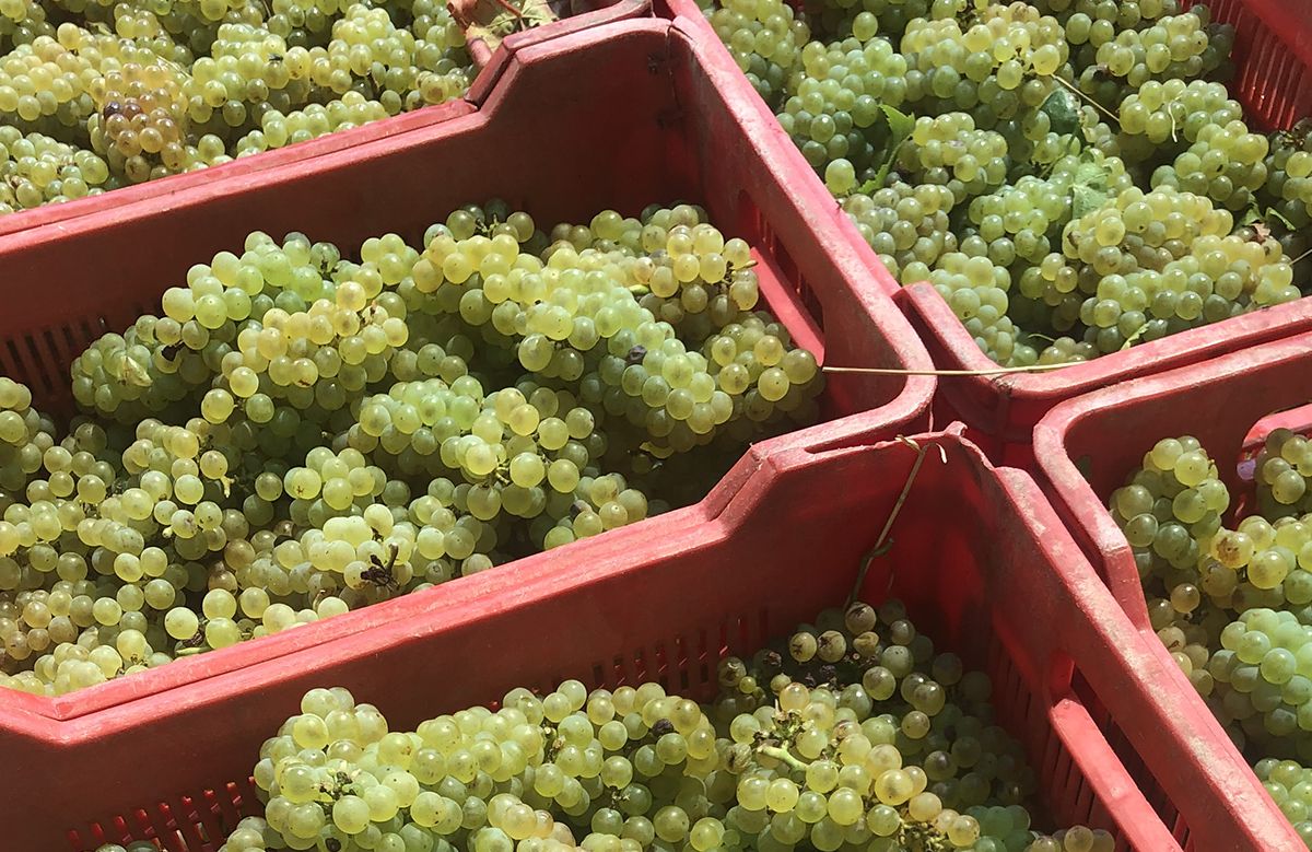 Vers geoogste chardonnaydruiven