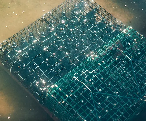 Vuurzee Sea Aged flessen in een kooi onder water